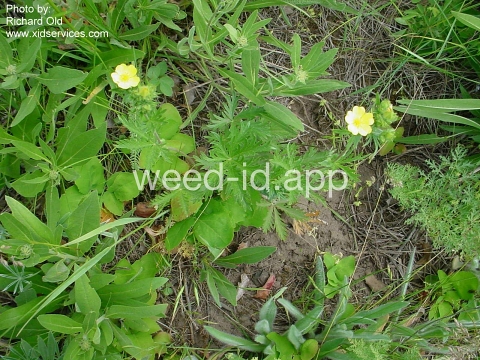 cinquefoil, slender